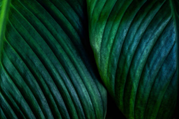 istock Close up, Spathiphyllum cannifolium leaf, abstract green texture, nature background, tropical leaf 1207170198