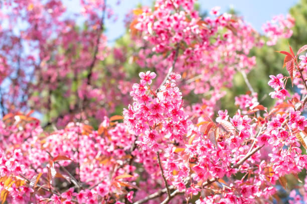 istock Soft focus Cherry blossoms, Pink flowers background. 1207170208