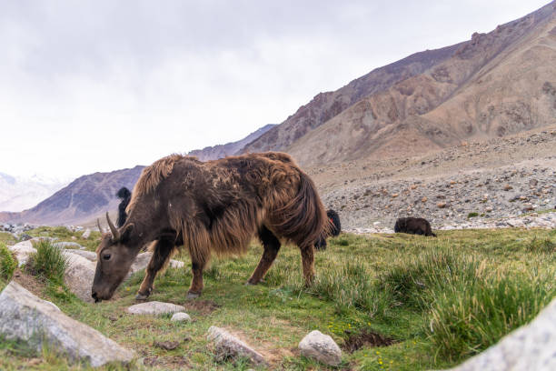 istock Yak at Nubra Valley Leh Ladahk India 1207171273