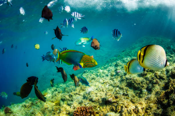 istock tropical fish on a coral reef in Okinawa Japan 1207171757