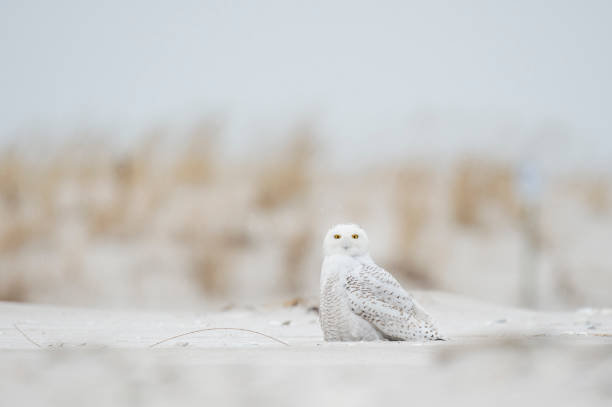 uma coruja nevada sentada na praia de areia com grama de dunas marrons em um dia de inverno nublado. - sandy brown day the americas north america - fotografias e filmes do acervo