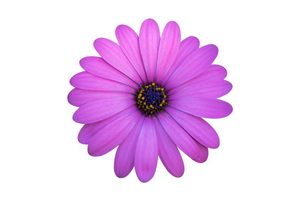 istock Close-up of African Daisy isolated on white background with clipping path, (Osteospermum) 1207171949