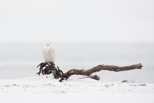 A Snowy Owl perched on a large piece of driftwood in soft overcast light in a light snow on a winter day.