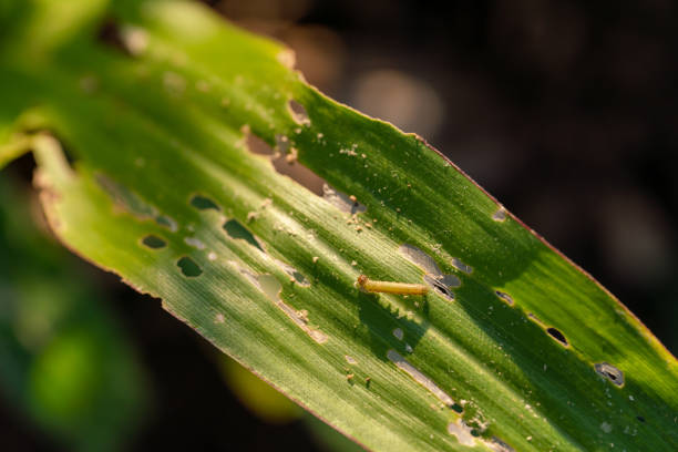 istock Corn leaf damaged by fall armyworm Spodoptera frugiperda.Corn leaves attacked by worms in maize field. 1207172624