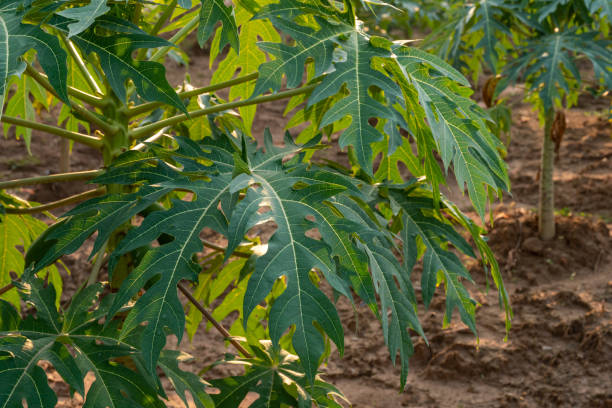 istock Young papaya fruit on papaya tree in farm. 1207173267