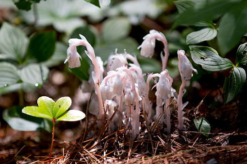 Various mushrooms and fungi growing in the forest - shot during different hikes.