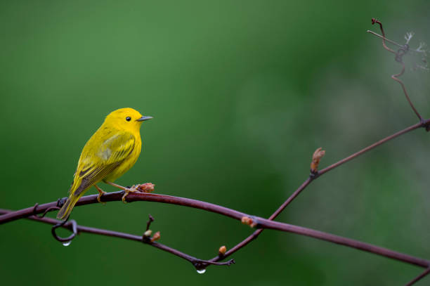 istock A bright Yellow Warbler perched on a vine with a smooth green background in soft overcast light. 1207175409