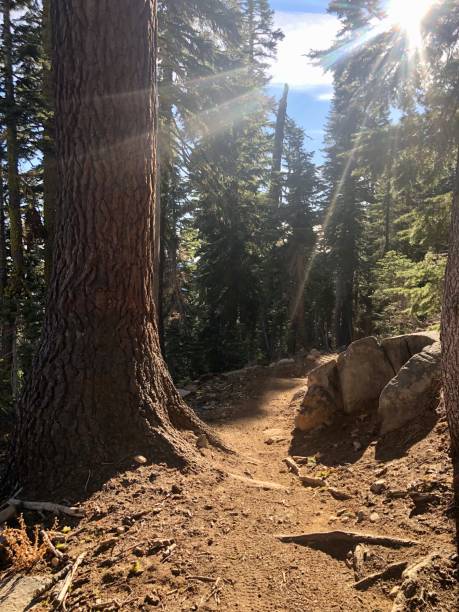 istock Northern California forest hiking trail 1207177689