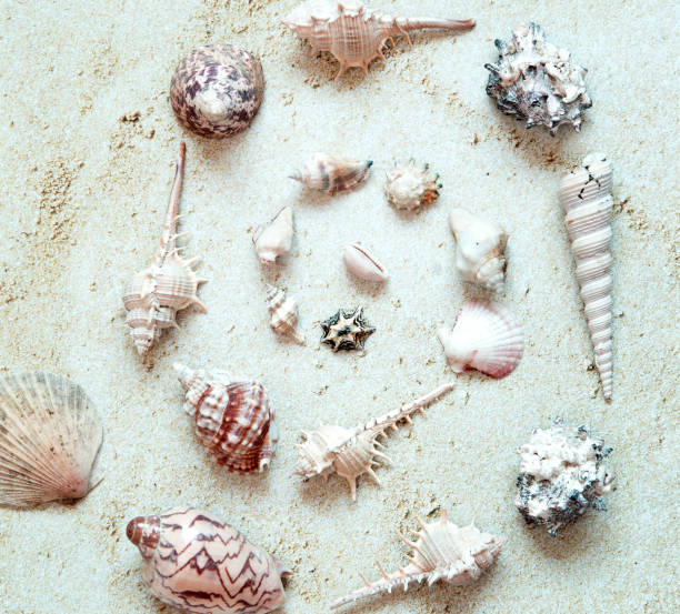istock Sea Shells arranged in circle in sand.  Top View.  Summer and Vacation Concept 1207177739
