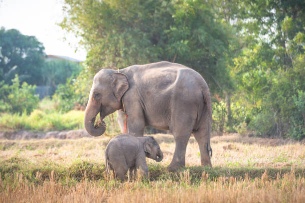 istock Elephants walking in the tropical rainforest rice field at sunrise 1207177992