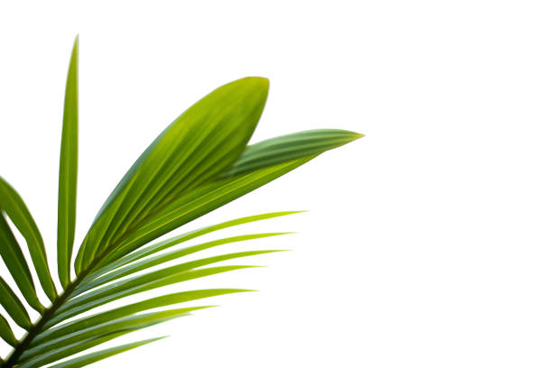istock green leaves for background and wallpaper 1207179410