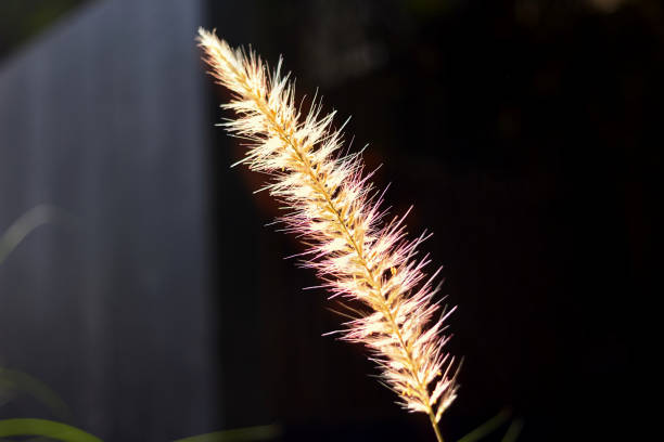 istock fountain or Pennisetum grass flower with sun flare ,closed up ,selective focus 1207181806
