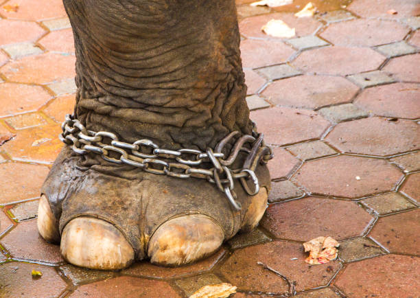 istock chain foot elephant ,closeup sad elephant foot  to a chain 1207182277
