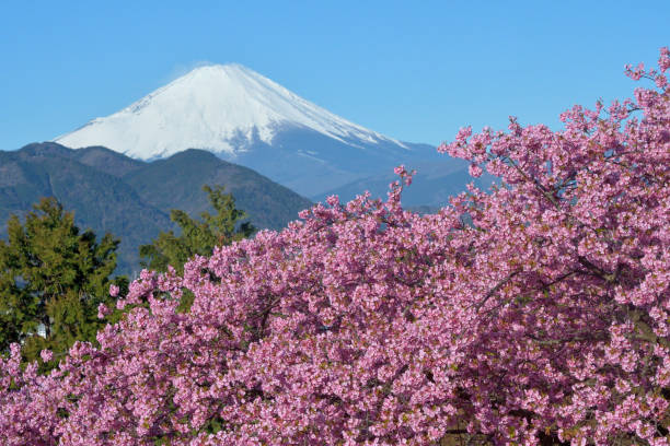 istock Mt Fuji and Cherry Blossom 1207183315