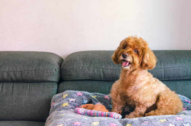 istock An adorable brown Poodle dog sitting on sofa. 1207188322