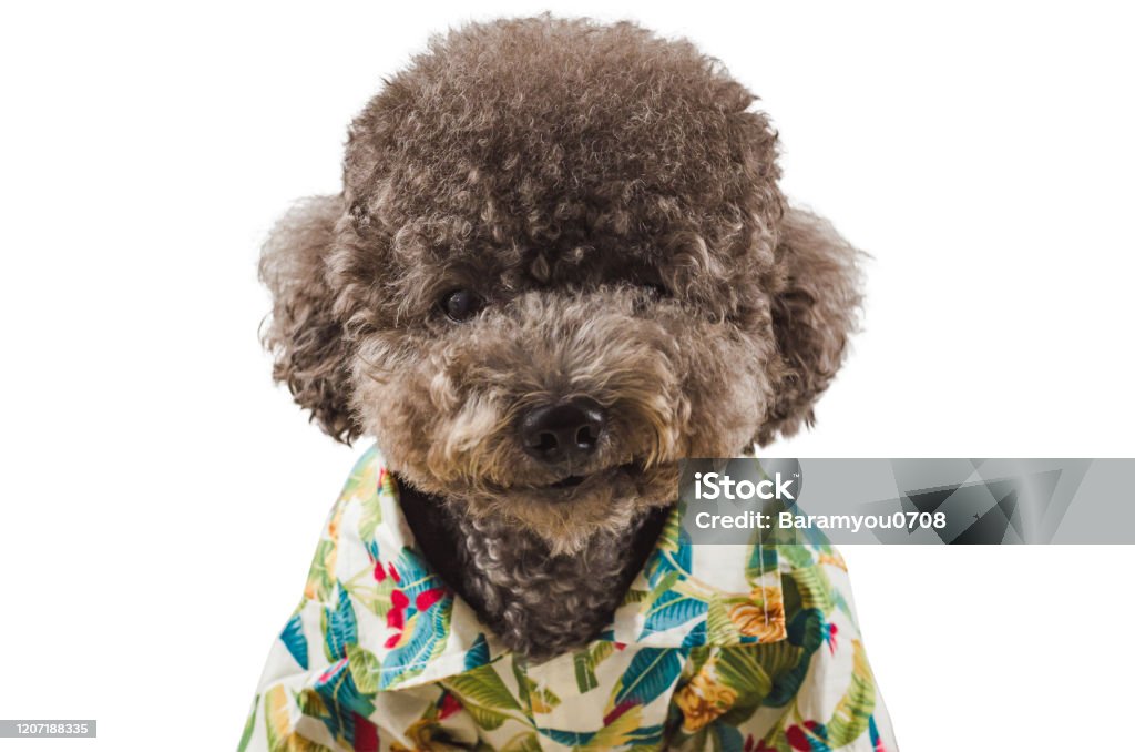 Adorable Toy Poodle T-Shirt Black Cute Dog Gift Adorable Toy Poodle T-Shirt Black Cute Dog Gift