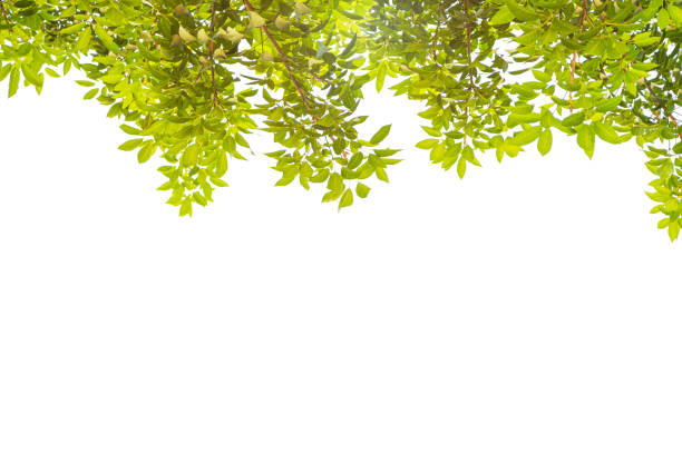 istock Tropical pink trumpet tree on white background. 1207191418