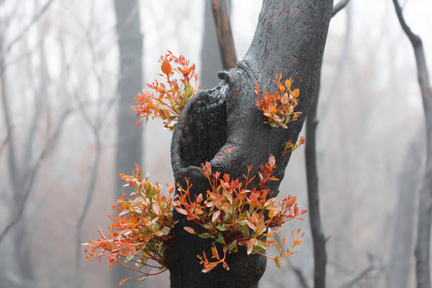 Burnt trees regenerating after bush fires with new leaves