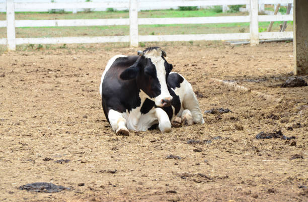 istock Dairy cow is laying down in the farm 1207193248