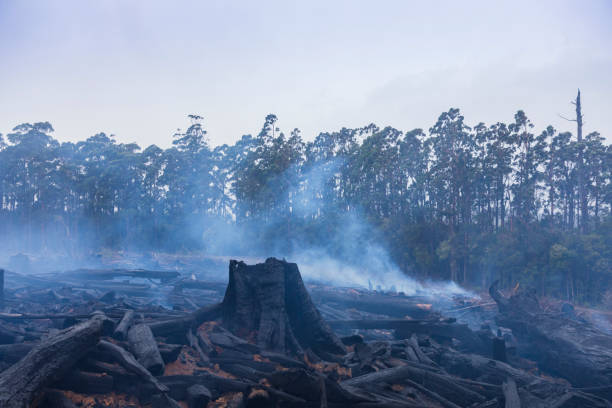 istock Bushfire smouldering in Australian Outback 1207193298