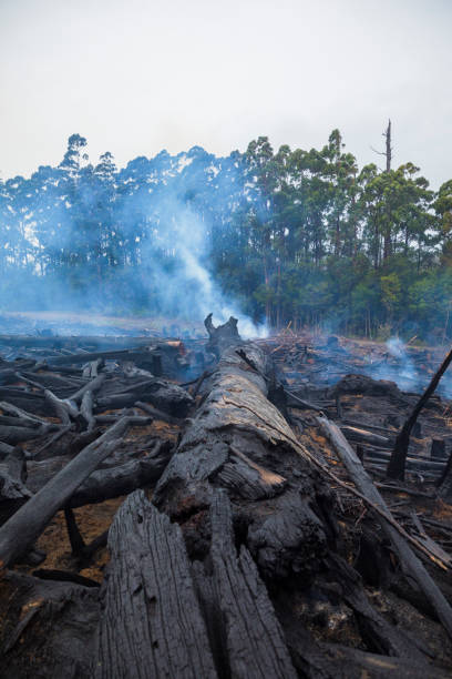 istock Bushfire smouldering in Australian Outback 1207193300