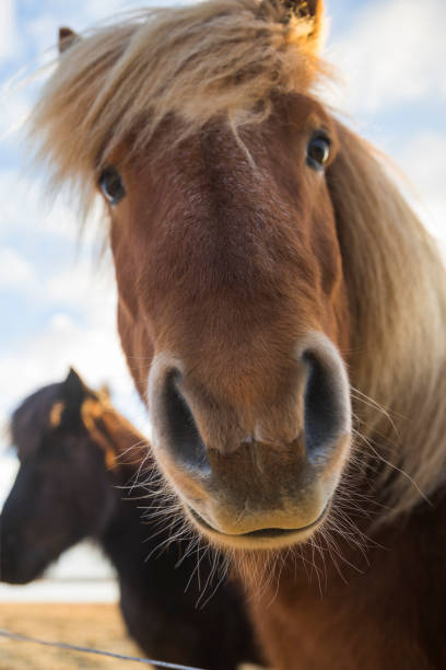 istock Icelandic Horse in paddock 1207193396