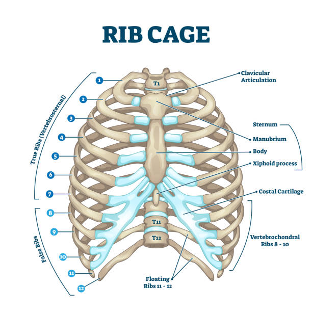 Rib cage anatomy, labeled vector illustration diagram Rib cage anatomy, labeled vector illustration diagram. Medical human chest skeletal bone structure model. Numbered ribs, sternum, cartilage parts and clavicular articulation. Health care education. rib cage stock illustrations