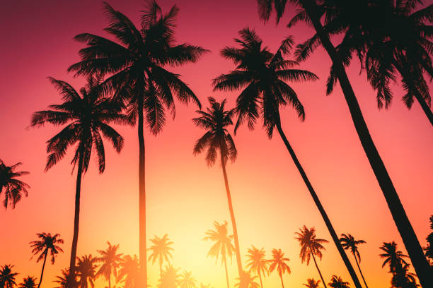 istock Copy space of silhouette tropical palm tree with sun light on sunset sky and cloud abstract background. 1207199216