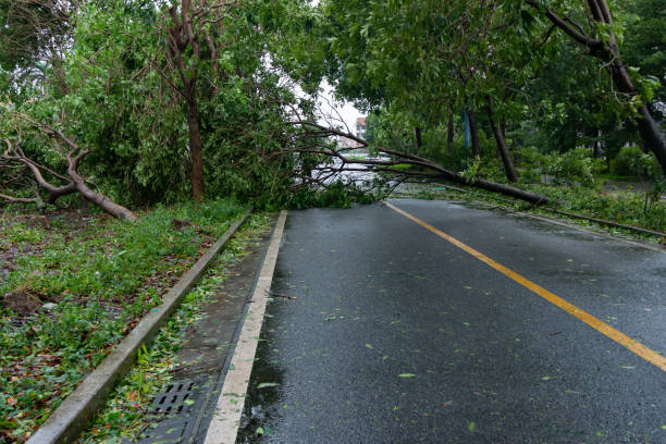 istock broken tree fell down on the road after a strong storm went through 1207199484