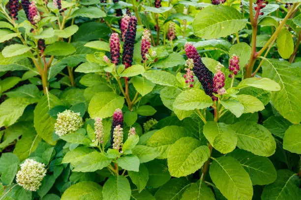 Pokeweed (Phytolacca acinosa) with purple berries and green foliage in a garden