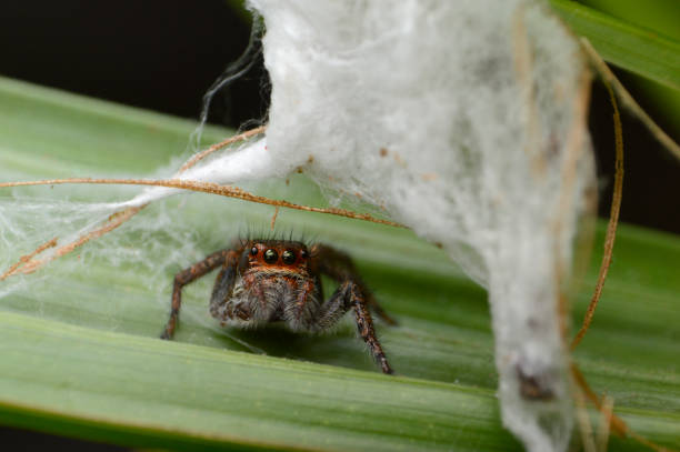istock Jumping spider, Carhottus viddus, female with hammock, India 1207200800