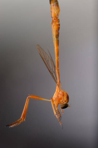 Orange cranefly, Nephrotoma ferruginea, male hanging while mating, India