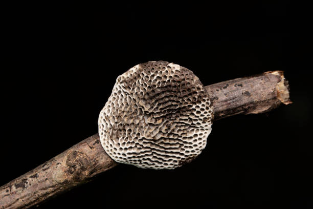 honeycomb bracket fungus, hexagonia tenuis, familia-"npolyporaceae - asia autumn bracket brown fotografías e imágenes de stock