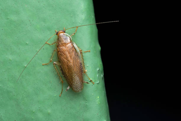 Periplaneta cockroach, known as red cockroach or American cockroach,walking along the wall of the house, fear of cockroach