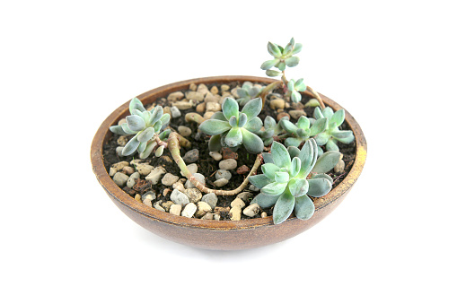 Houseplant succulent growing in decorative plate.
