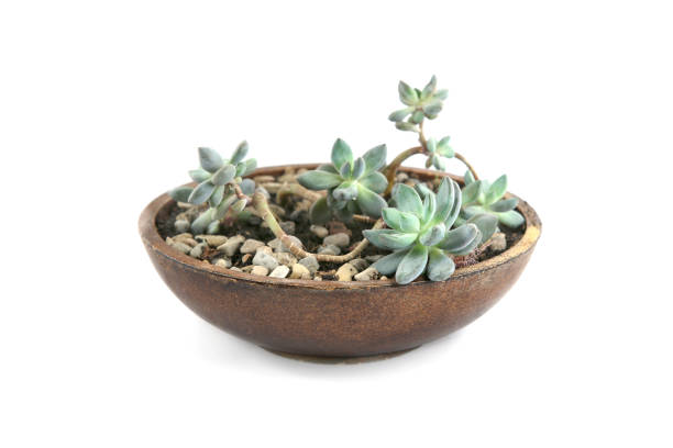 Houseplant succulent growing in decorative plate.
