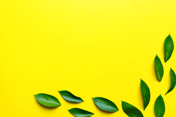 istock Green ruskus leaves top view frame with text space. Decorative greenery border. Fresh leaves on yellow background. Exotic foliage, tropical, rainforest plant backdrop 1207203419