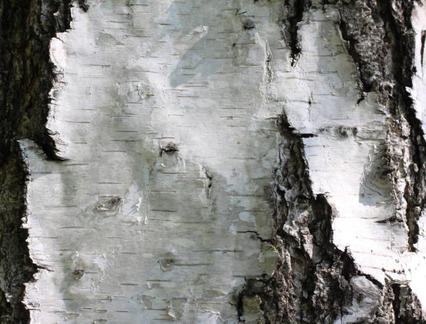 istock pattern of birch bark with black birch stripes on white birch bark 1207203481