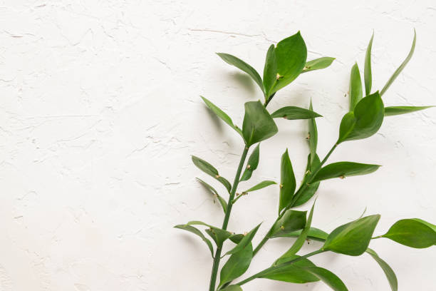 istock Branches with fresh green Ruscus leaves on white concrete textured background 1207203511