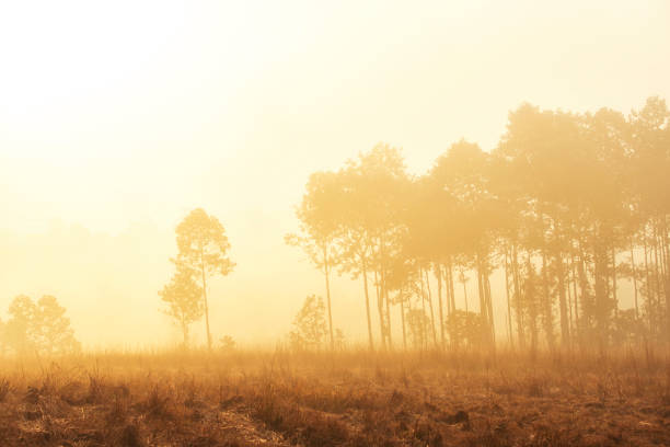 Morning fog in the fores at Thung Salaeng Luang National Public Park.