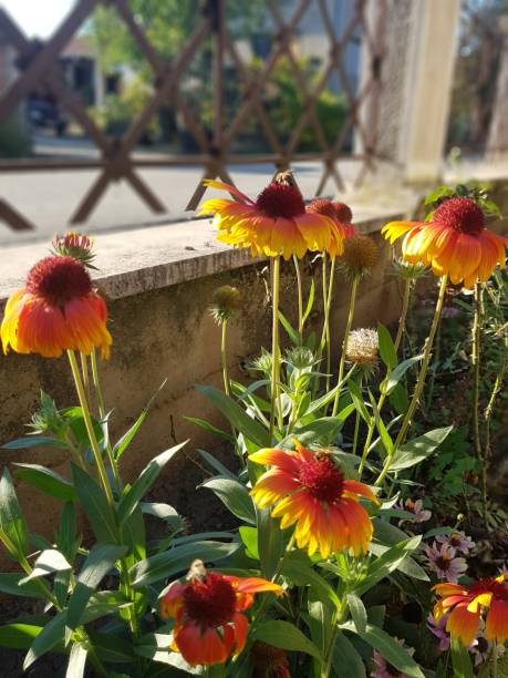 istock Gaillardia pulchella 1207203724