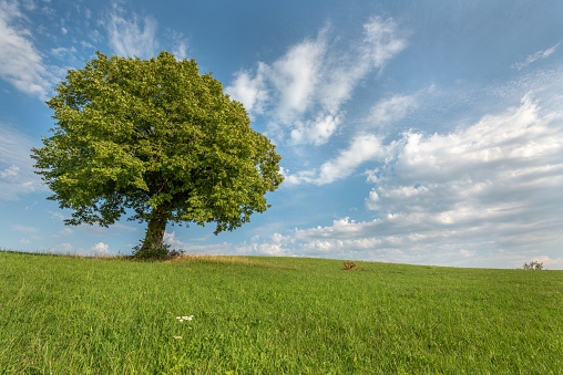 A linden tree in a meadow on a hill in the jura