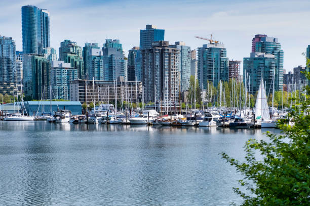 istock View of Downtown Vancouver, tree in foreground, from Stanley park 1207209002