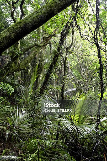 Forest Stockfoto und mehr Bilder von Baum - Baum, Extremlandschaft, Farbbild