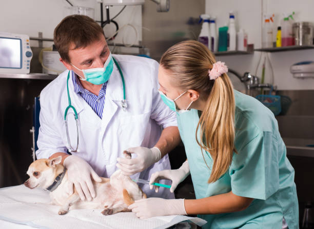 istock Dog on the operating table in a veterinary clinic 1207210189