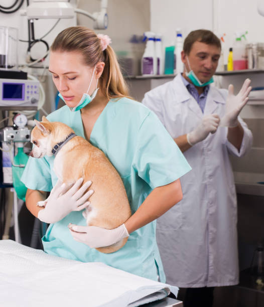 istock Dog on the operating table in a veterinary clinic 1207210198