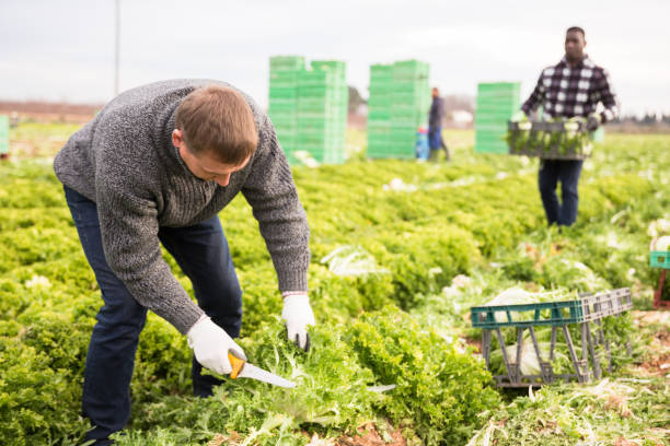 istock Workman cutting frisee lettuce on farm field 1207210279