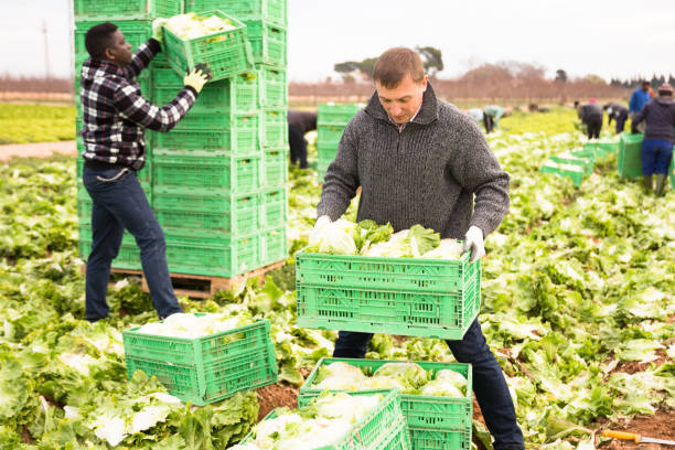 farmers stacking boxes with green leaf lettuce - iceberg lettuce imagens e fotografias de stock