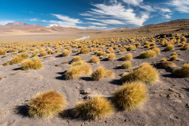 istock Bolivian desert with dry grass 1207210511
