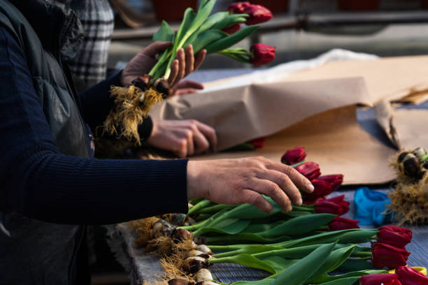 Florist prepares live tulips for delivery